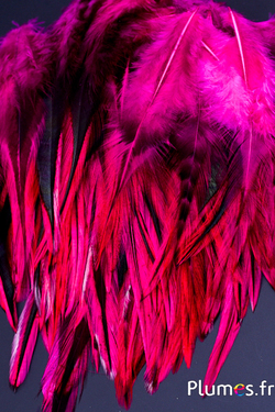 Coq flammé - 10-15 cm - fuchsia